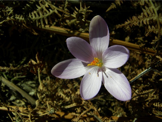 Loading Image