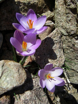 Loading Image