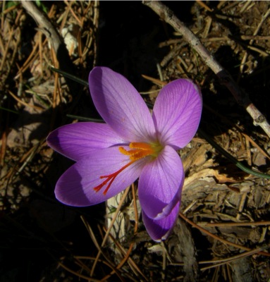 Loading Image