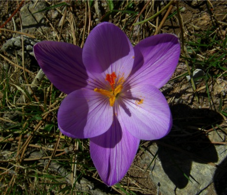 Loading Image