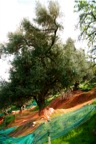collecte des olives