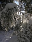forêt de bonifatu sous la neige